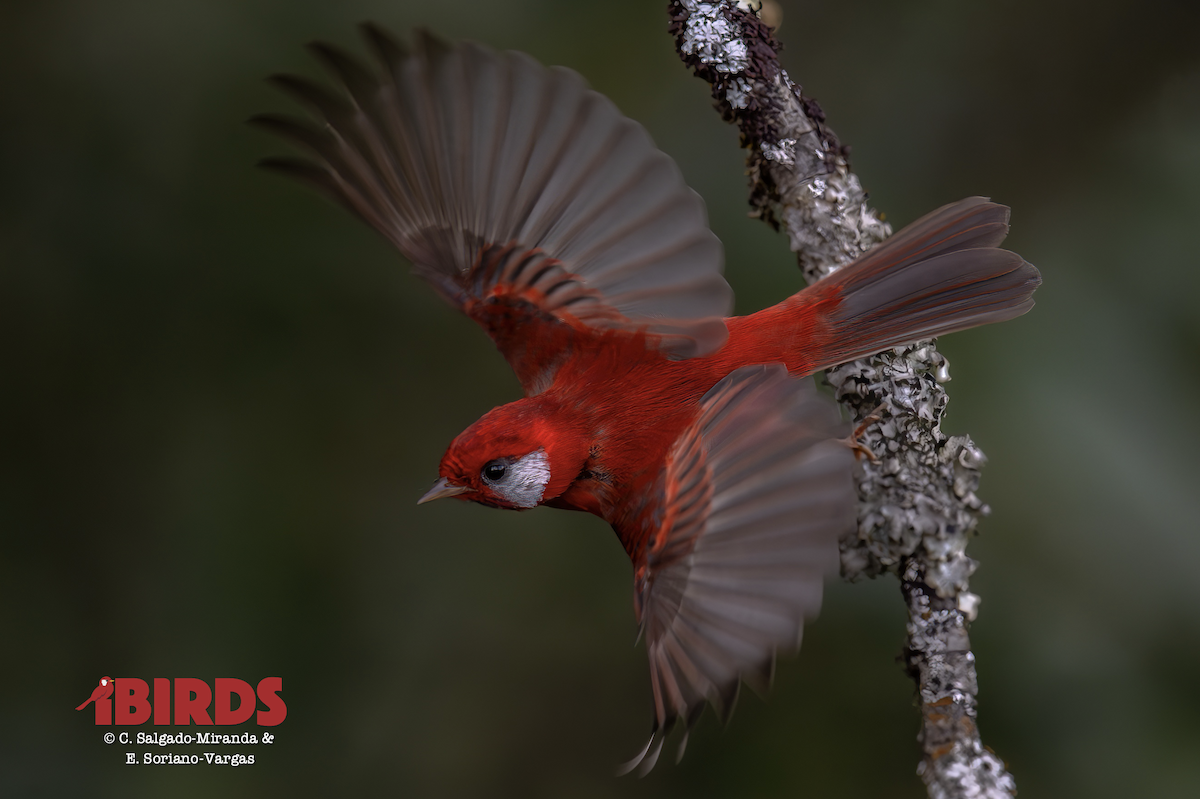 Червоній білощокий - ML646620579