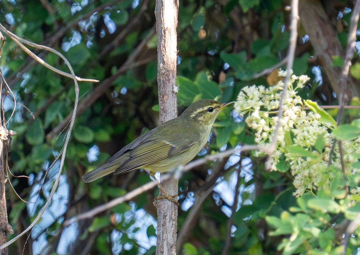 Вівчарик японський/шелюговий/камчатський - ML646620580