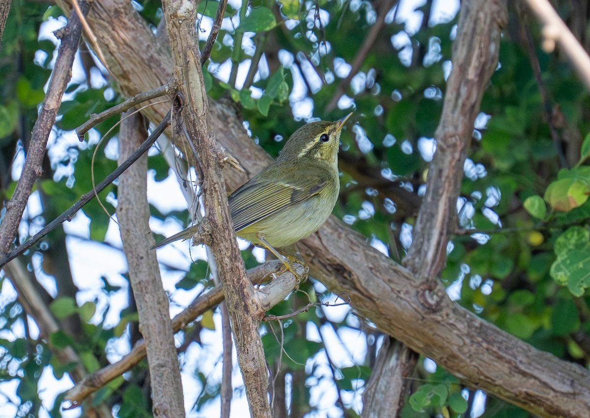 Вівчарик японський/шелюговий/камчатський - ML646620581