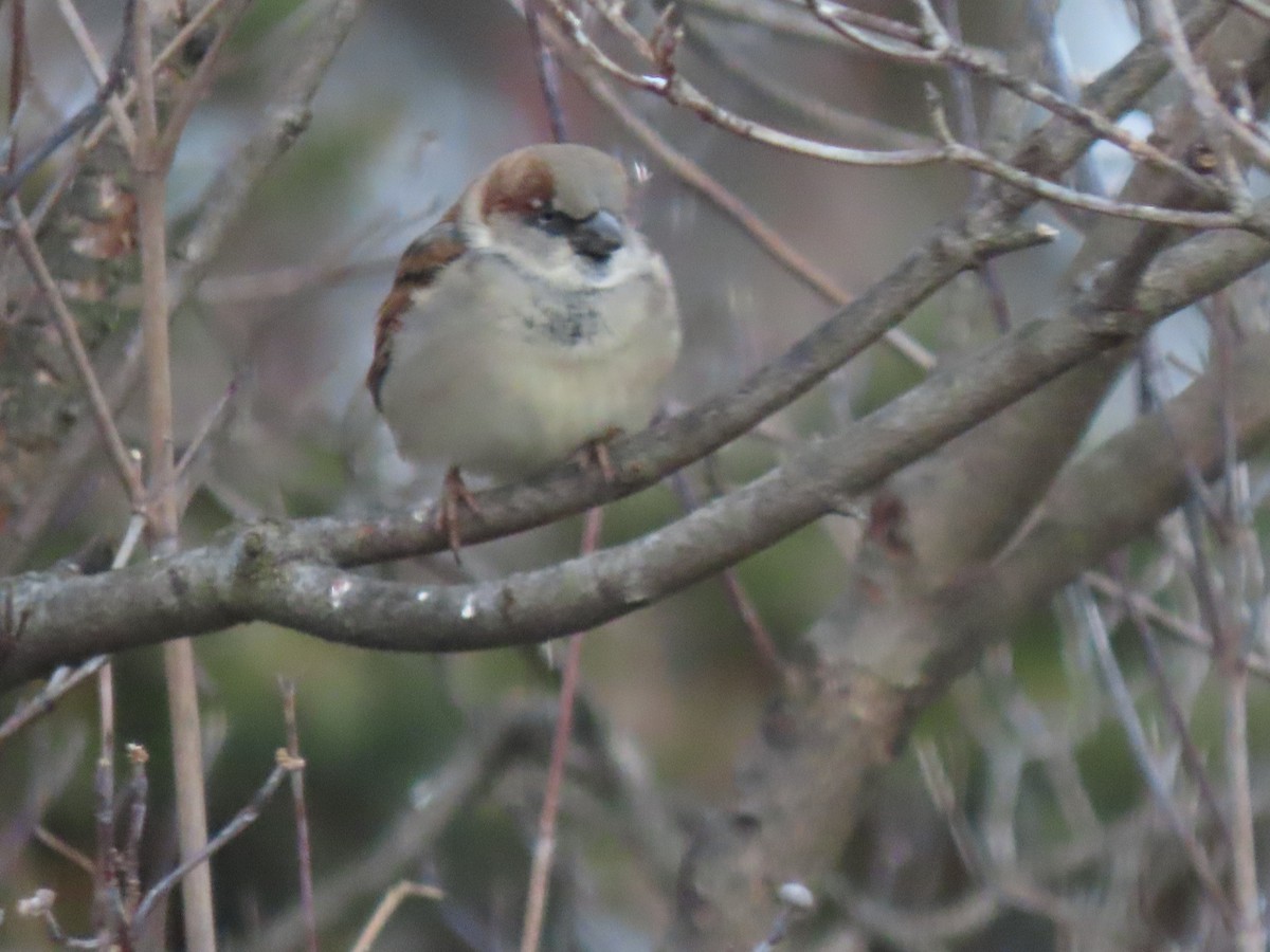 Gorrión Común - ML646620582