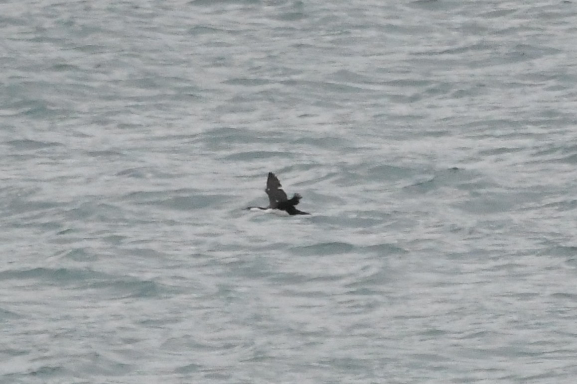 Баклан білогрудий - ML646620583