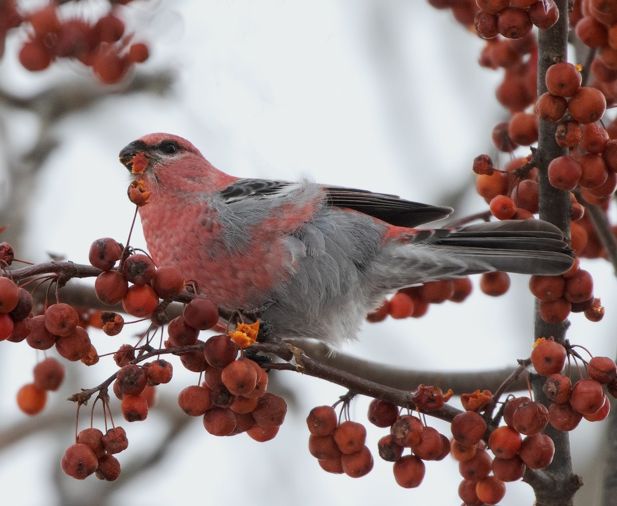 Tayga Çütresi - ML646620586