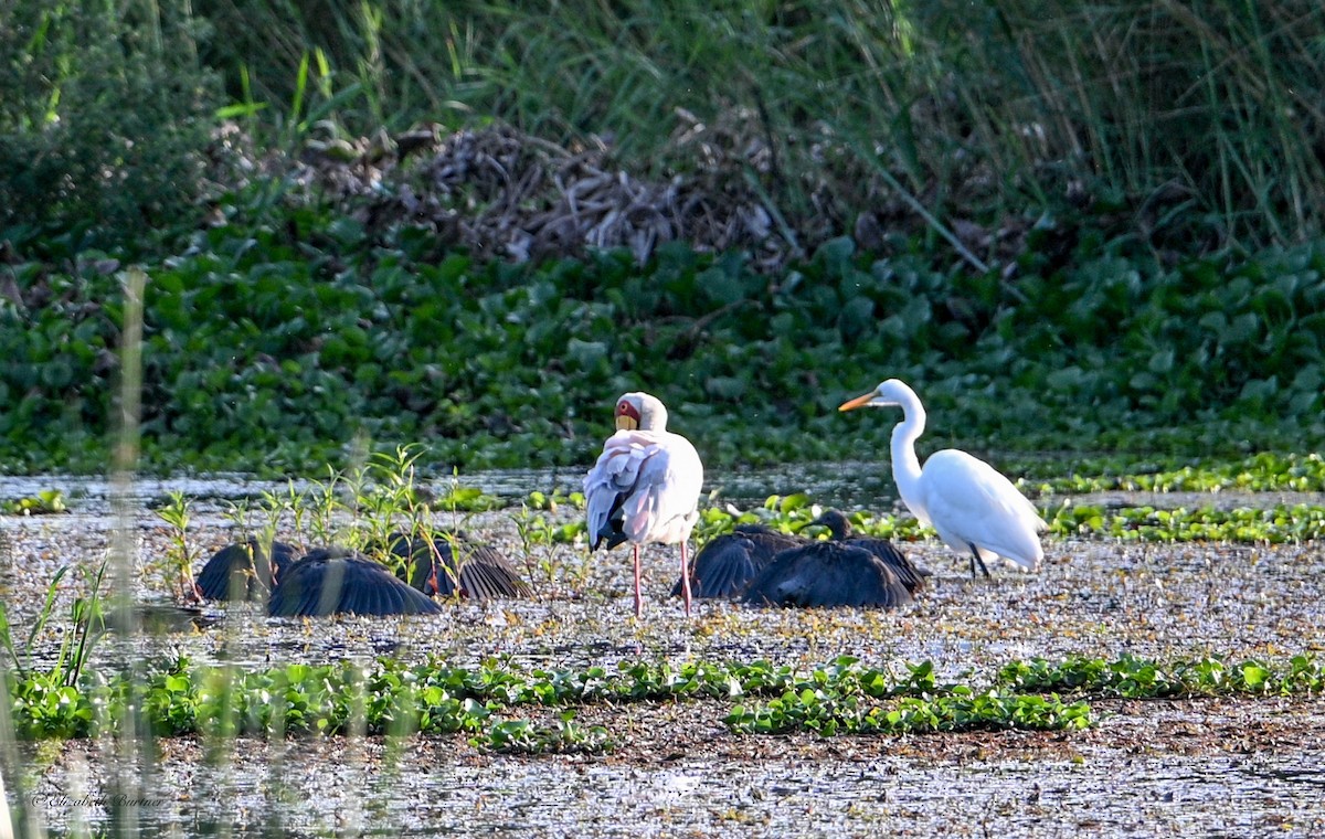 Black Heron - ML646620587