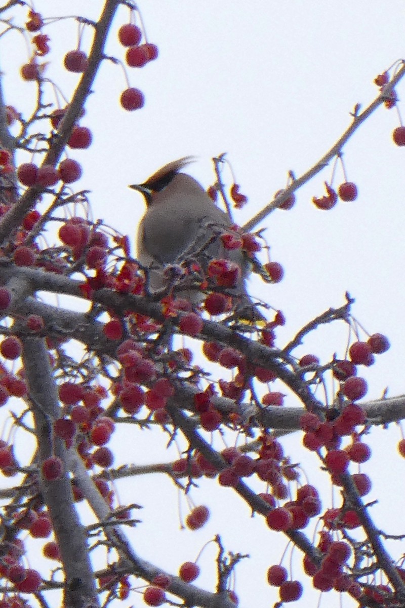 Ampelis Europeo - ML646620592