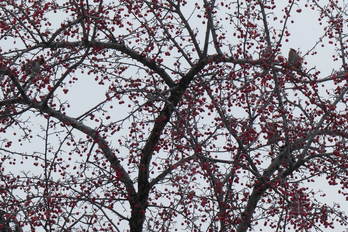 Ampelis Europeo - ML646620610