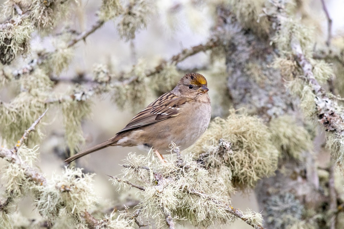 キガシラシトド - ML646620616