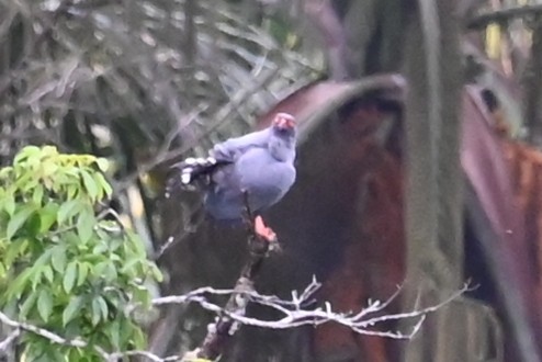 Slate-colored Hawk - ML646620617