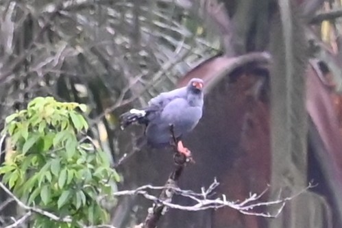 Slate-colored Hawk - ML646620618