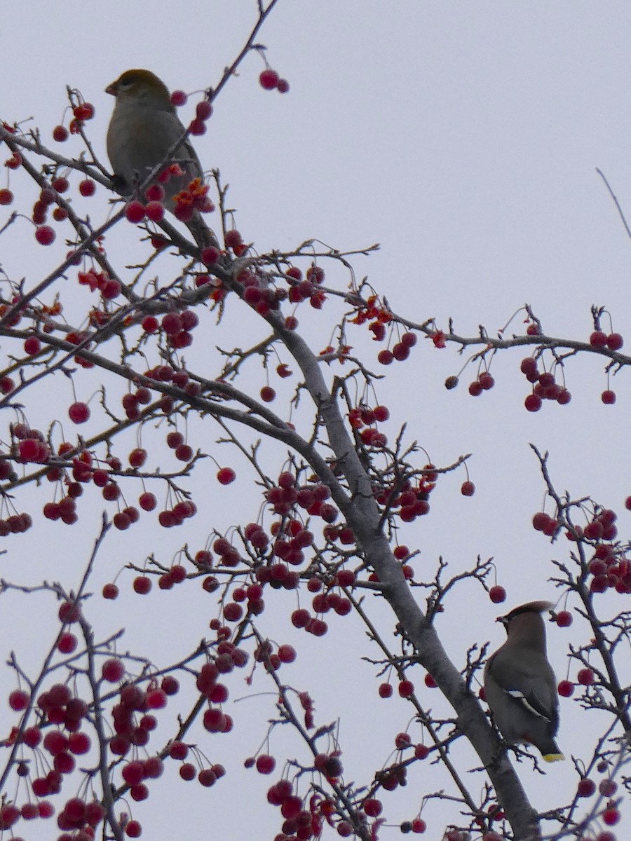 Ampelis Europeo - ML646620637