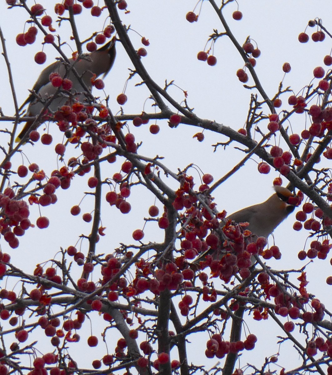 Ampelis Europeo - ML646620640