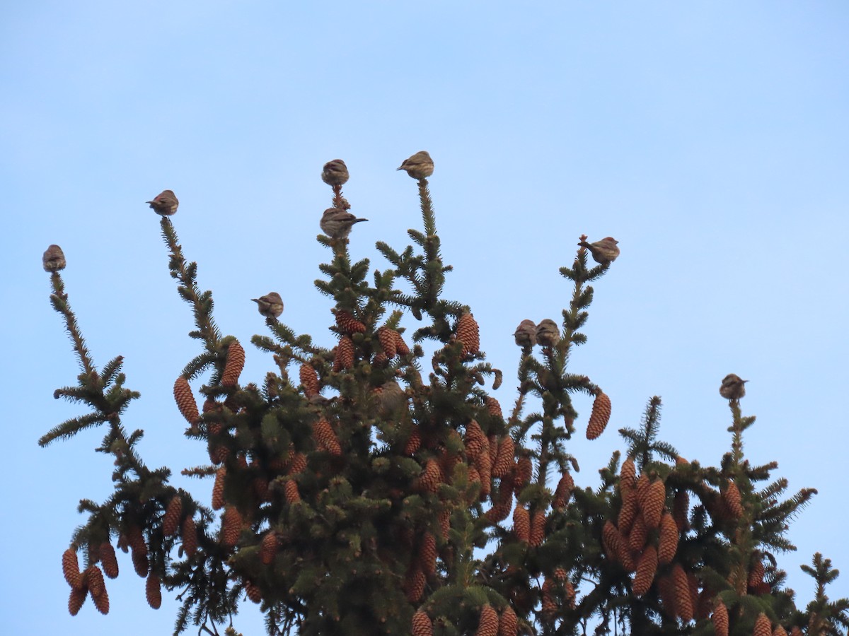 Camachuelo Mexicano - ML646620647