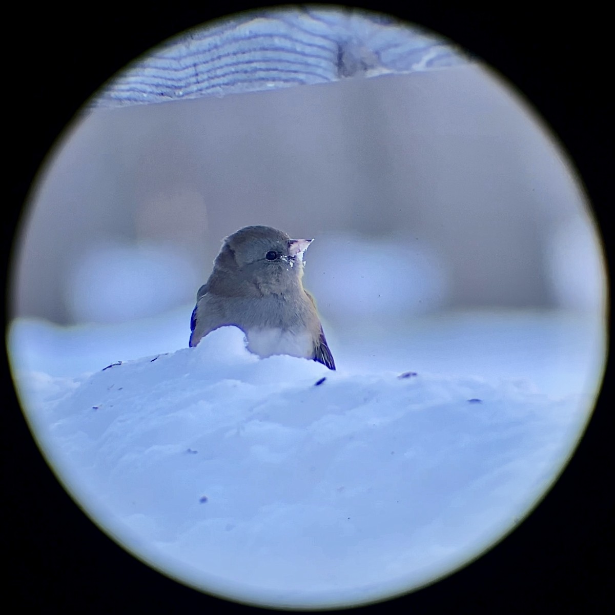 Dark-eyed Junco - ML646620649