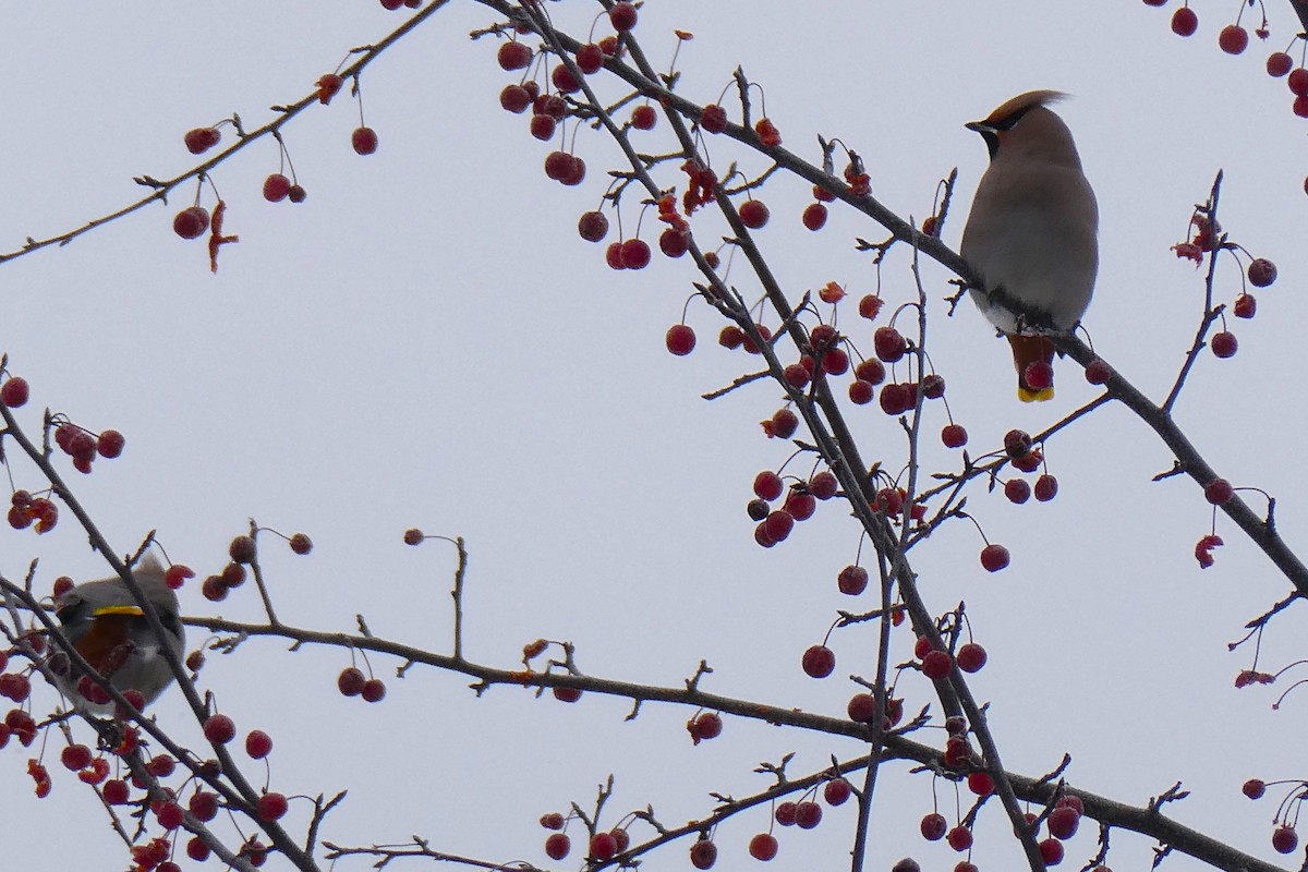 Ampelis Europeo - ML646620650