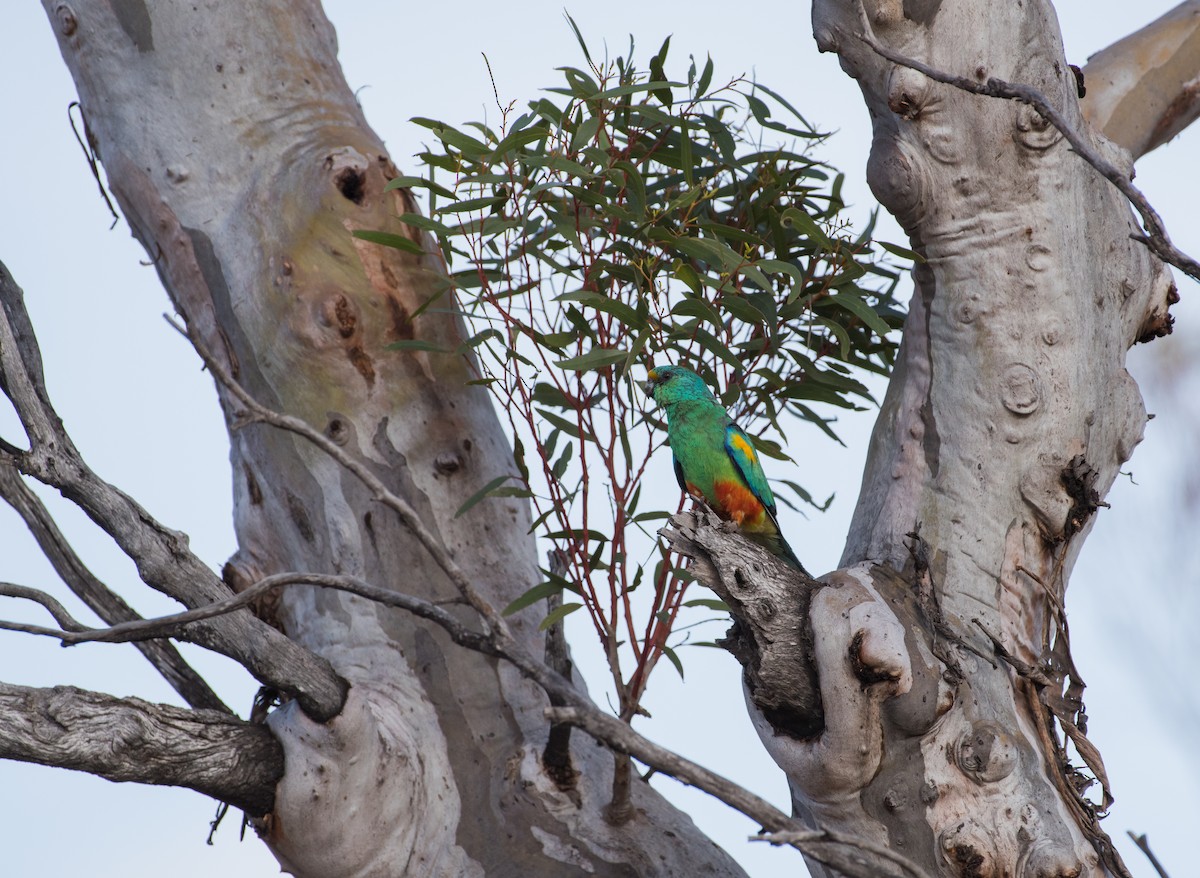 Mulga Papağanı - ML646620652