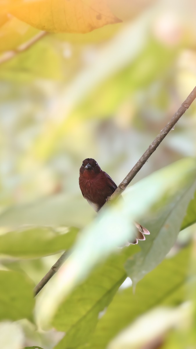Red-crowned Ant-Tanager - ML646620654