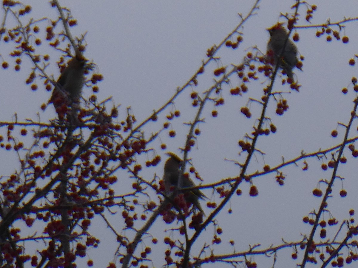 Ampelis Europeo - ML646620655