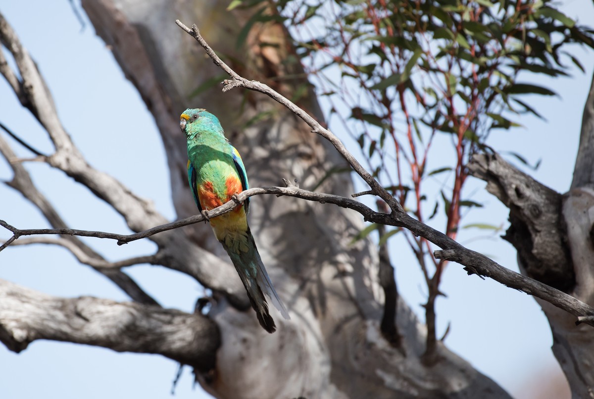 Mulga Papağanı - ML646620656