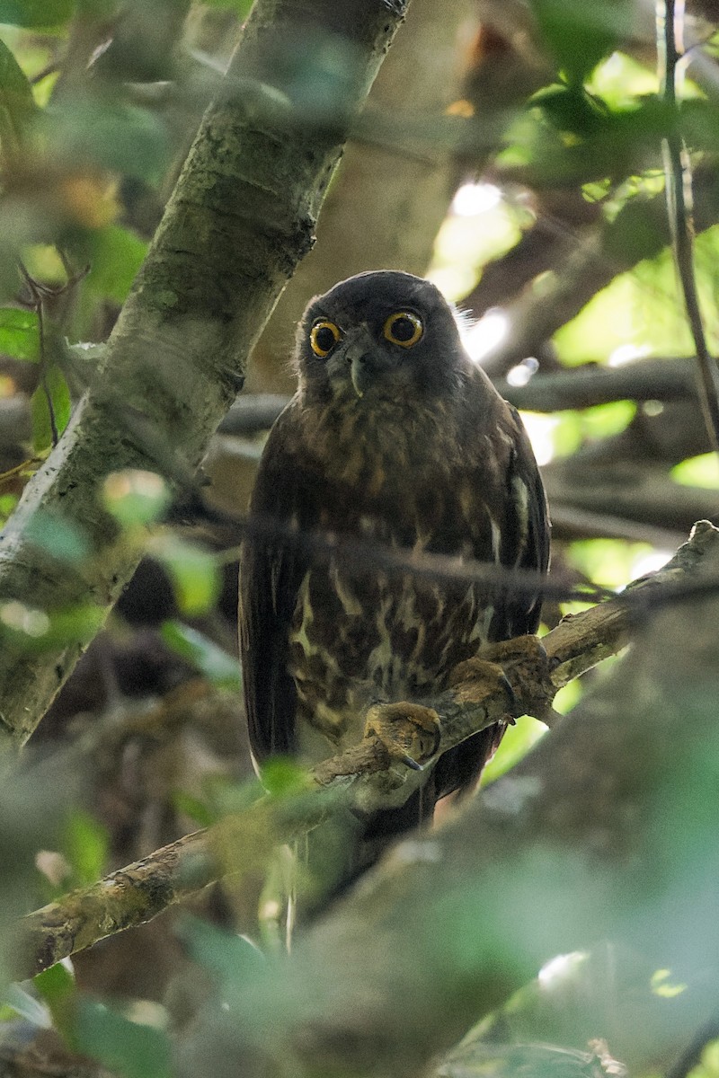 sovka dravčí - ML646620657