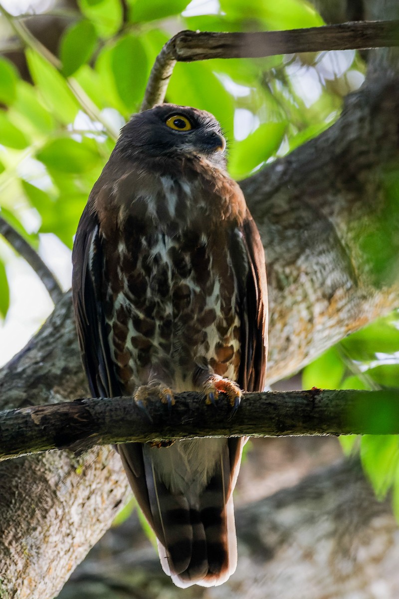 sovka dravčí - ML646620658