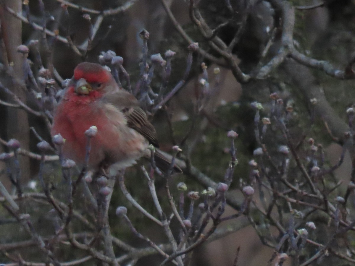 Camachuelo Mexicano - ML646620659