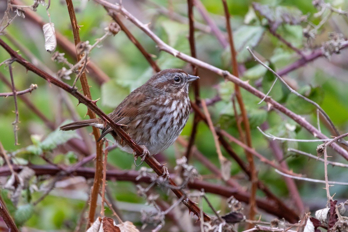 ウタスズメ - ML646620660