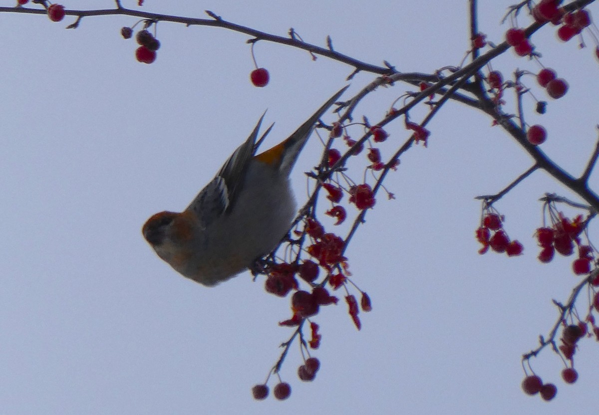 Pinu-gailupa - ML646620661