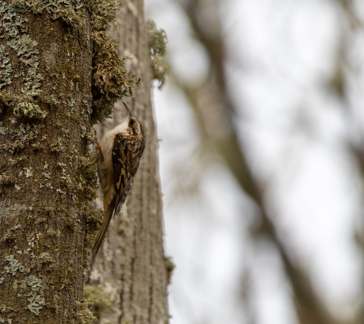 Brown Creeper - ML646620670