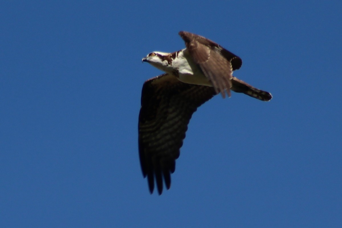 Arrano arrantzalea (carolinensis) - ML646620675