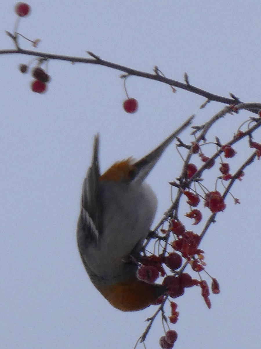 Pinu-gailupa - ML646620679