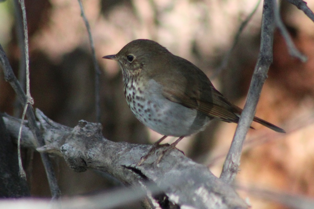 Hermit Thrush - ML646620683