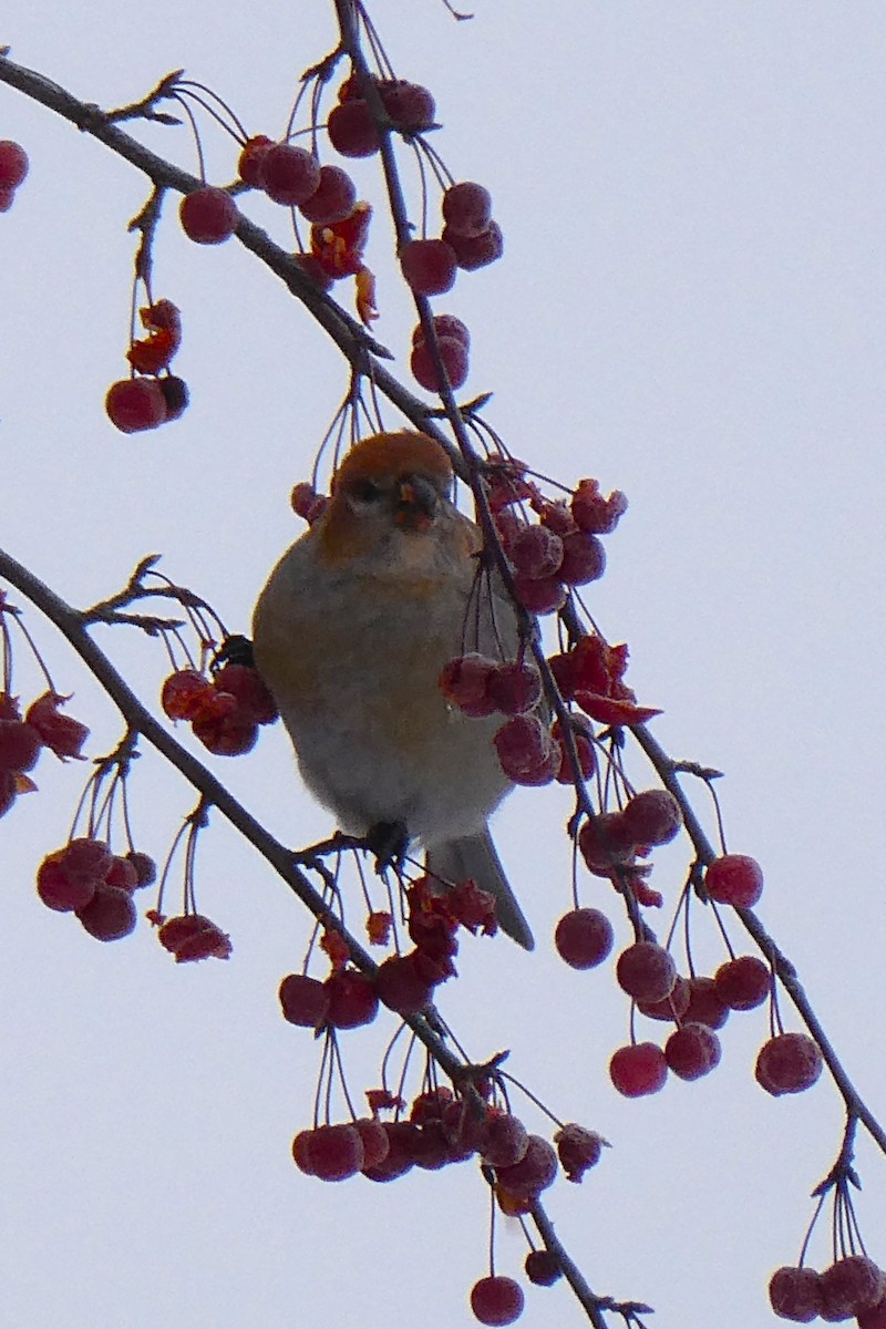 Pinu-gailupa - ML646620684