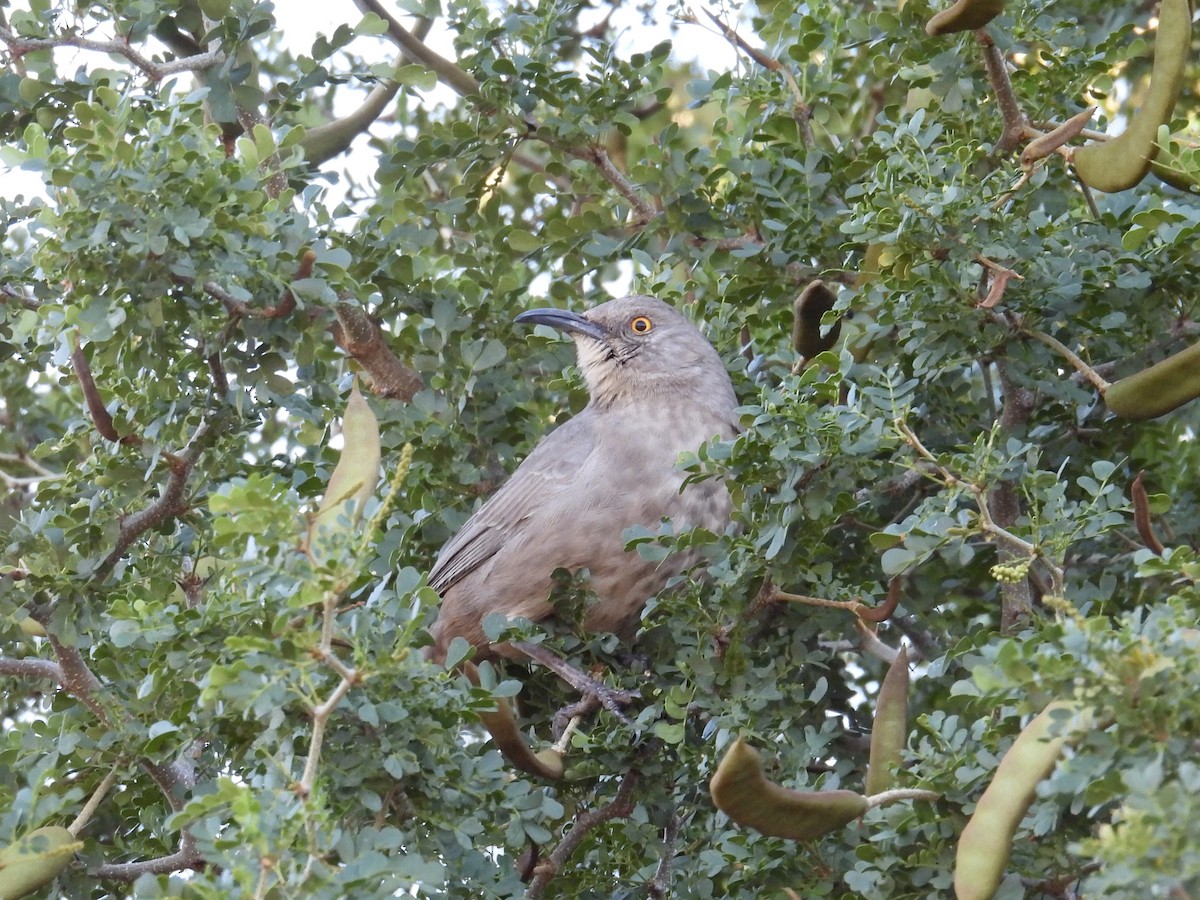 kaktusspottefugl - ML646620685