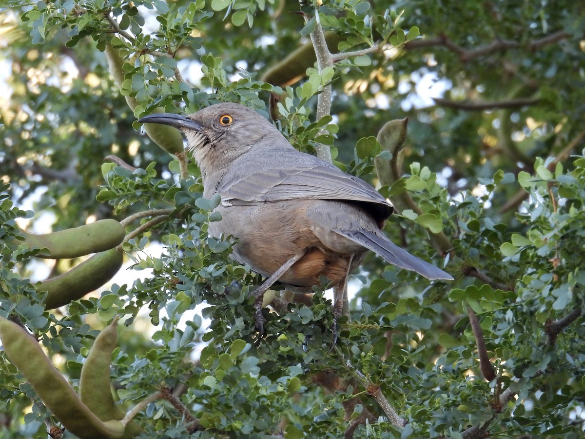 kaktusspottefugl - ML646620686