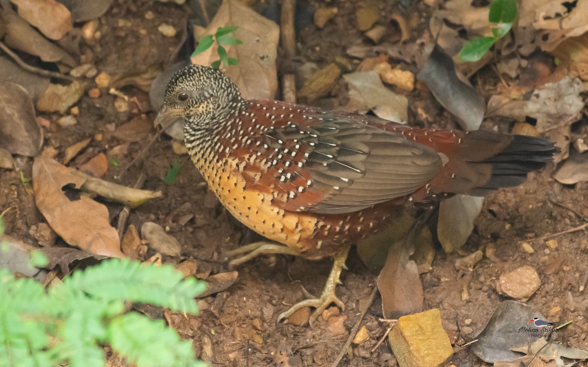 Painted Spurfowl - ML646620688
