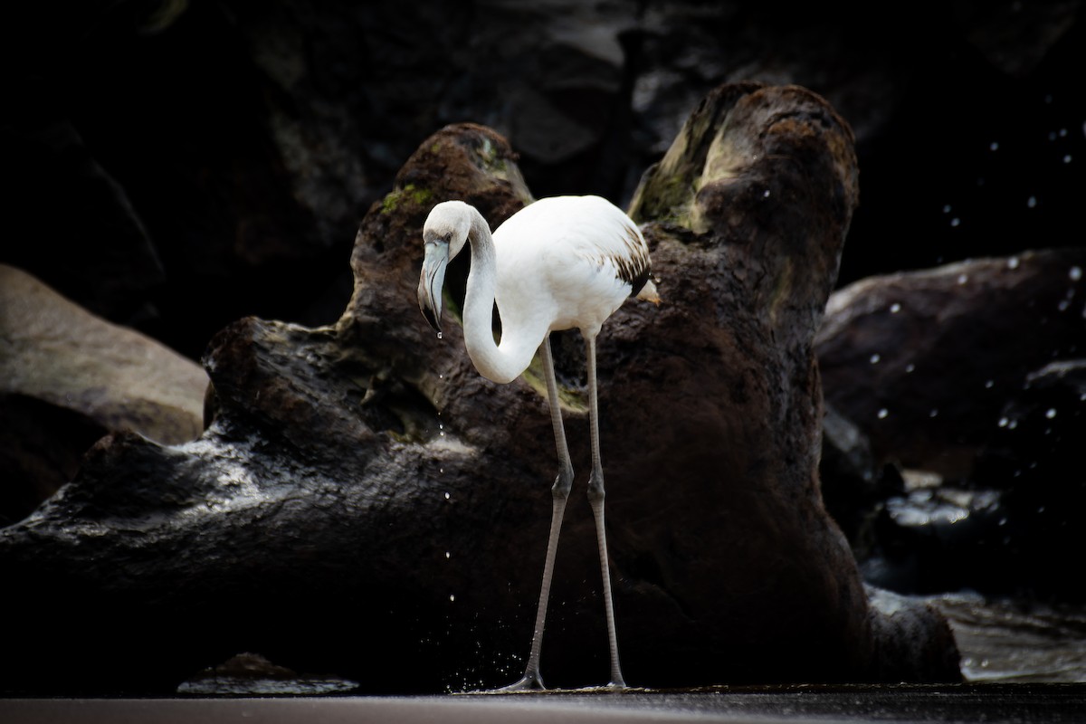 Flamenco Común - ML646620689