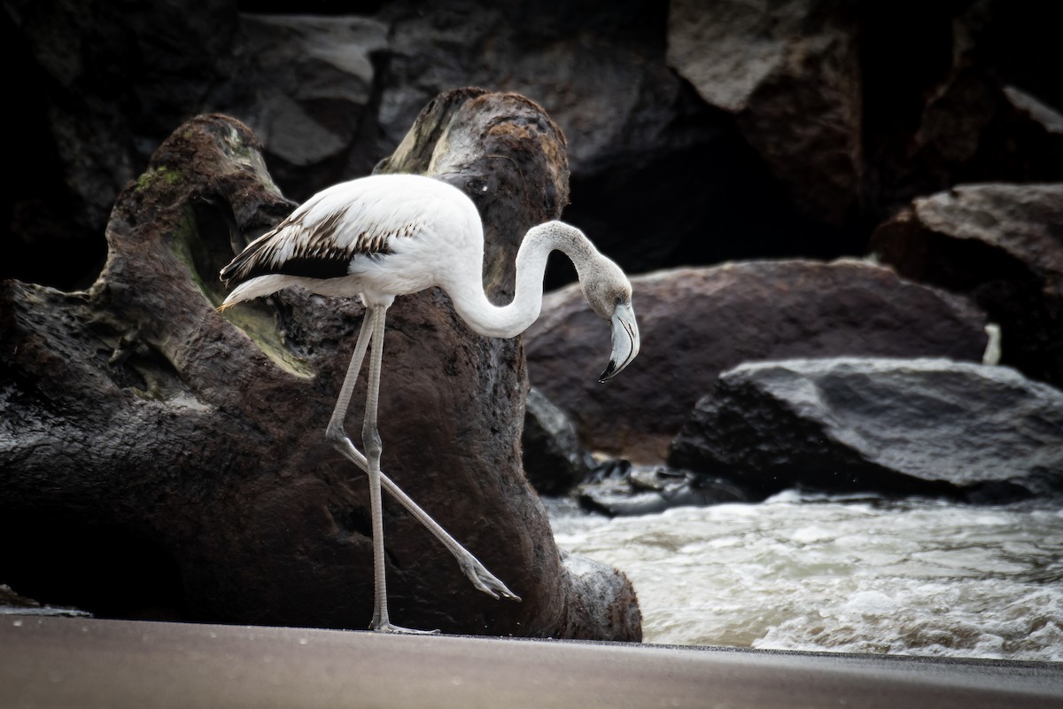 Flamenco Común - ML646620690