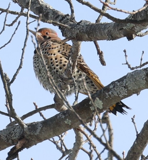 gullspett (auratus/luteus) - ML646620691