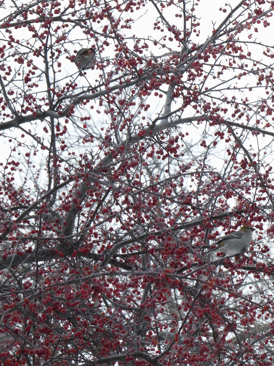 Pinu-gailupa - ML646620692