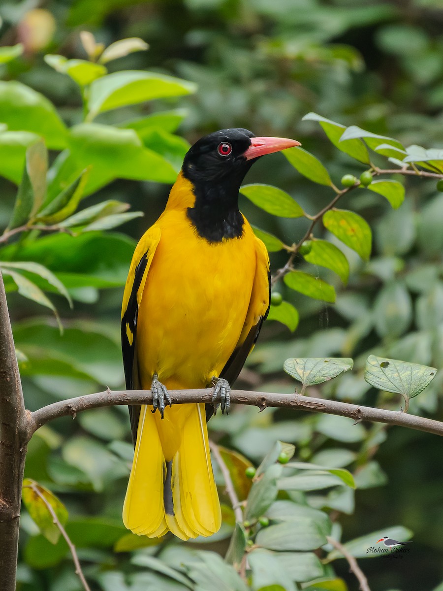 Вивільга східна - ML646620693