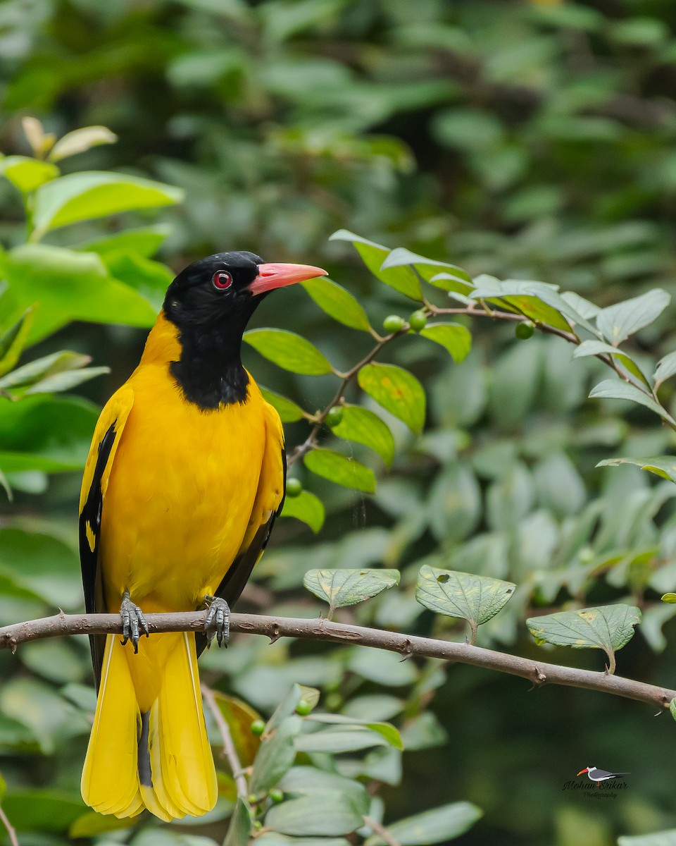 Вивільга східна - ML646620694