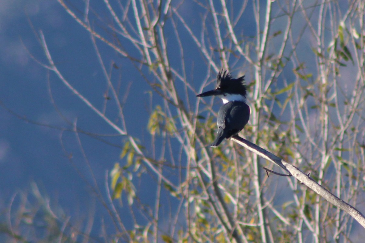 Martin handi iparramerikarra - ML646620695