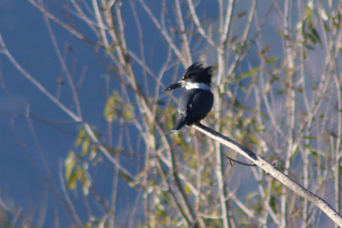 Martin handi iparramerikarra - ML646620696