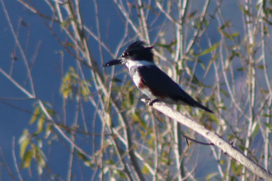 Martin handi iparramerikarra - ML646620697