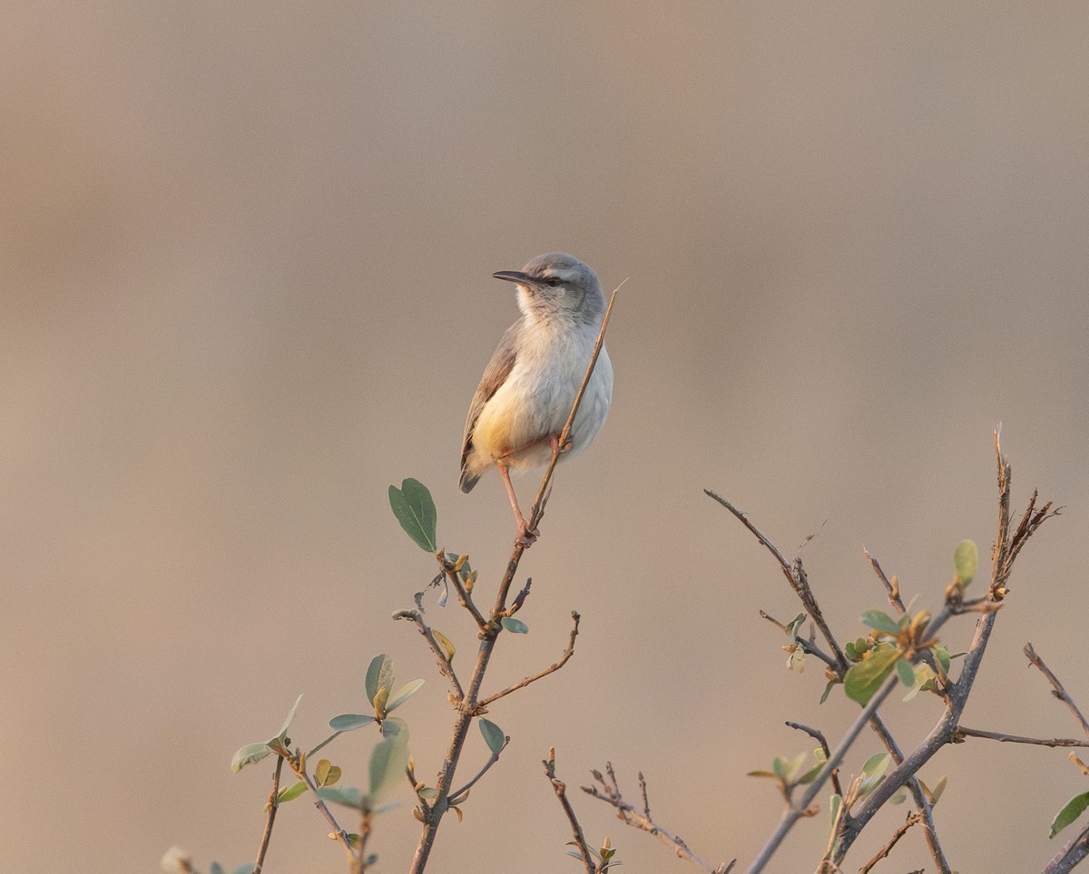 ハシナガチビオムシクイ - ML646620698