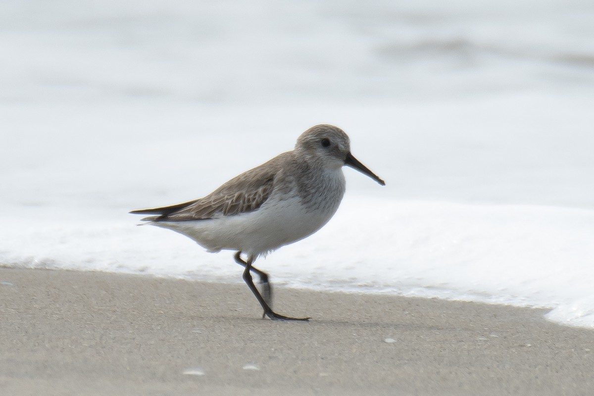 Correlimos Común - ML646620702