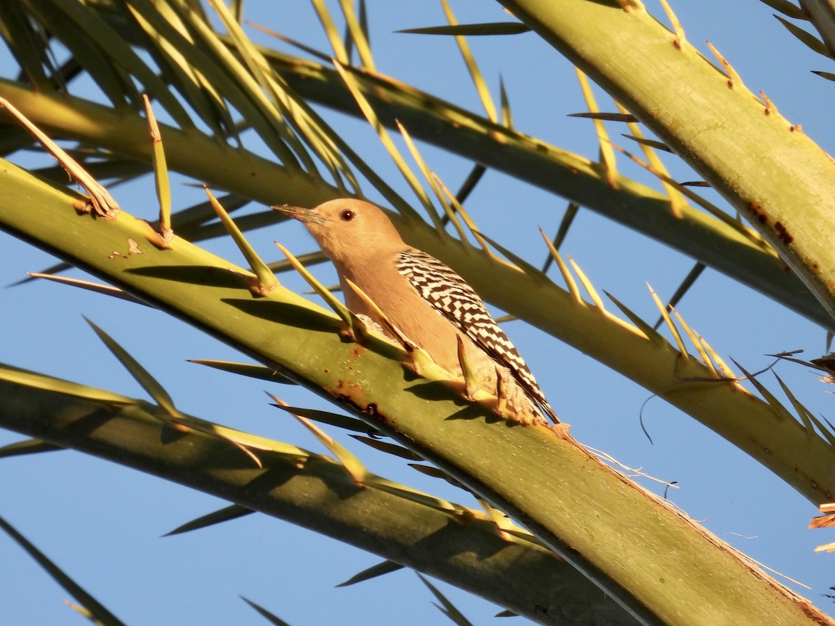 kaktusspett - ML646620704