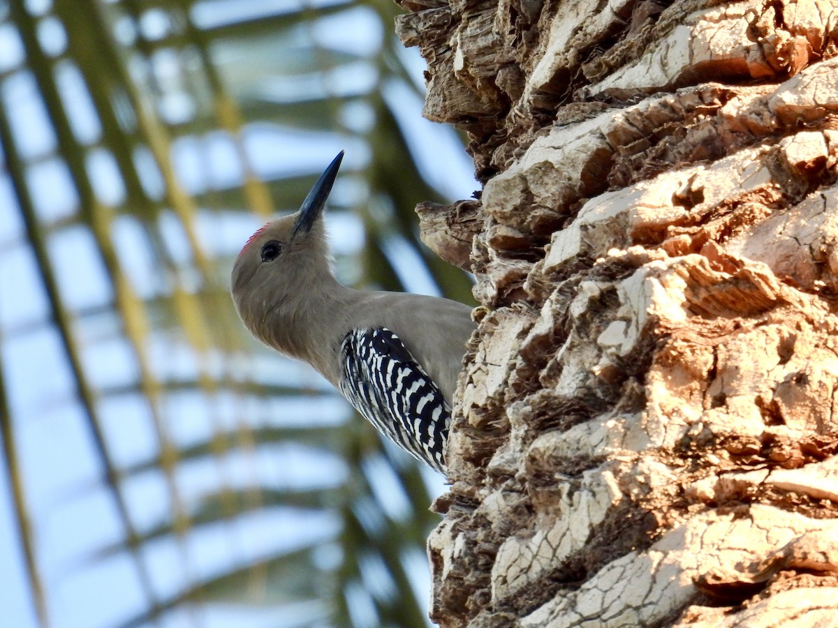 kaktusspett - ML646620705