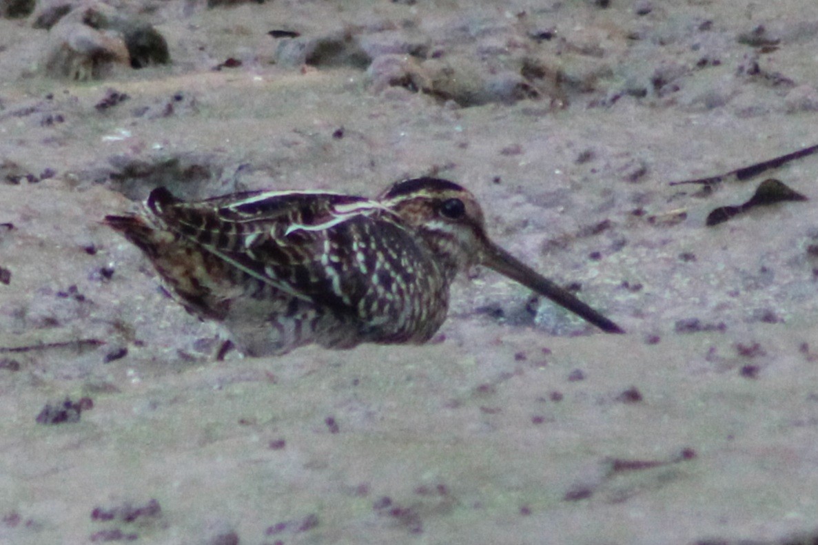 Баранець американський - ML646620707