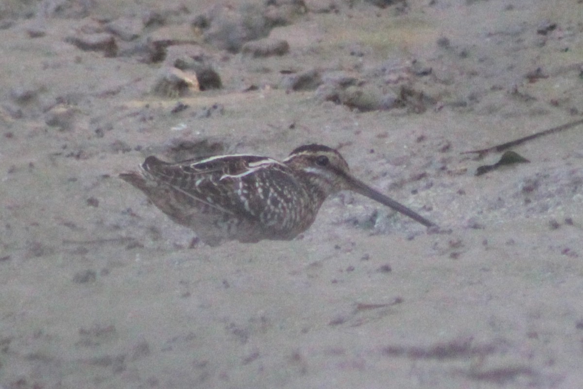 Wilson's Snipe - ML646620708