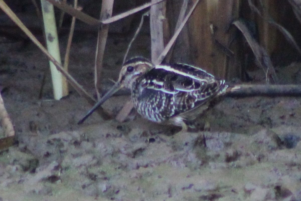 Wilson's Snipe - ML646620709